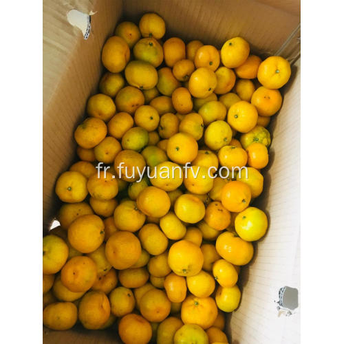 Prix ​​de gros mandarine fraîche de bonne qualité